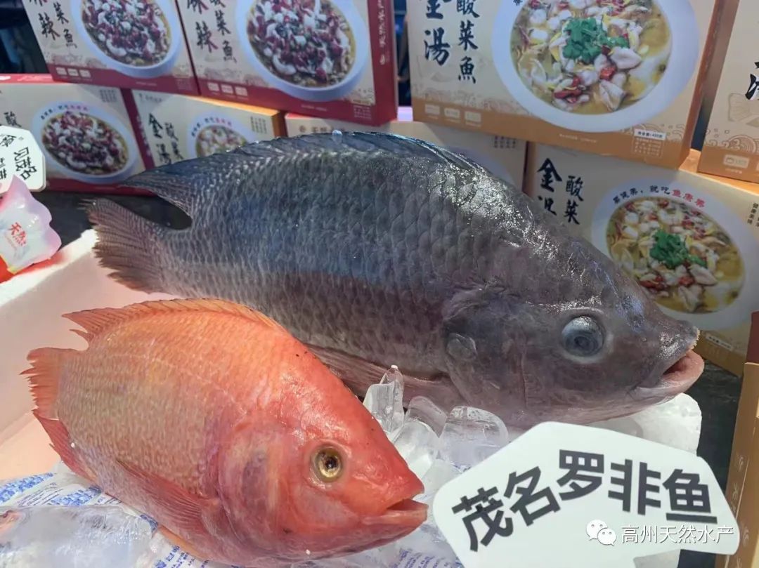 1728870467125259.jpg 圖片8.jpg